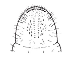 Oriental beetle raster patter diagram