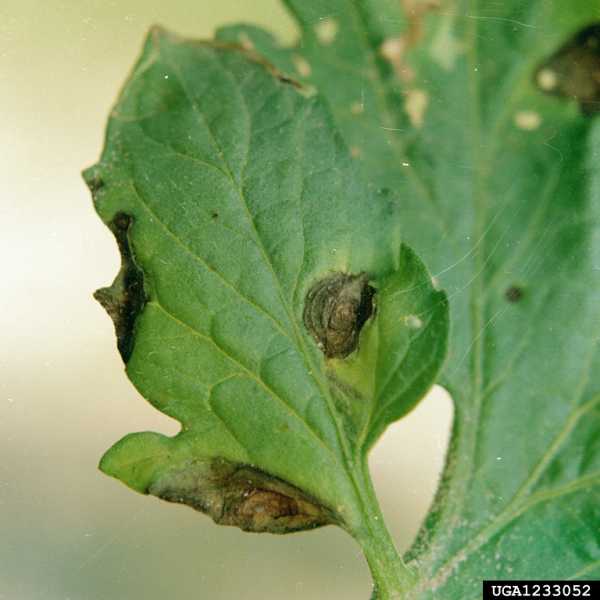 Early blight on tomato leaf 