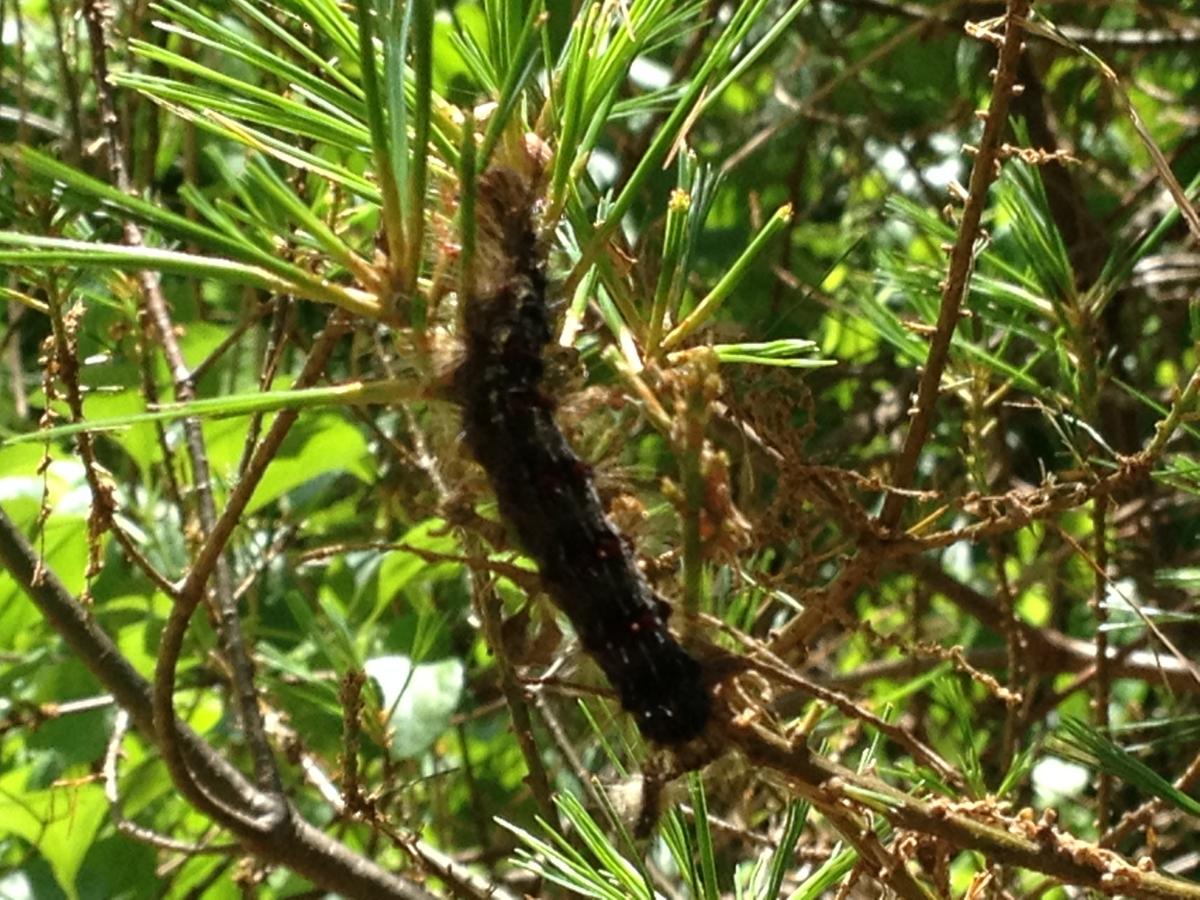 Gypsy moth caterpillar eating eastern white pine needle.