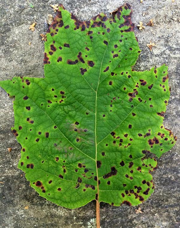 , caused by Xanthomonas campestris, on oakleaf hydrangea Hydrangea 