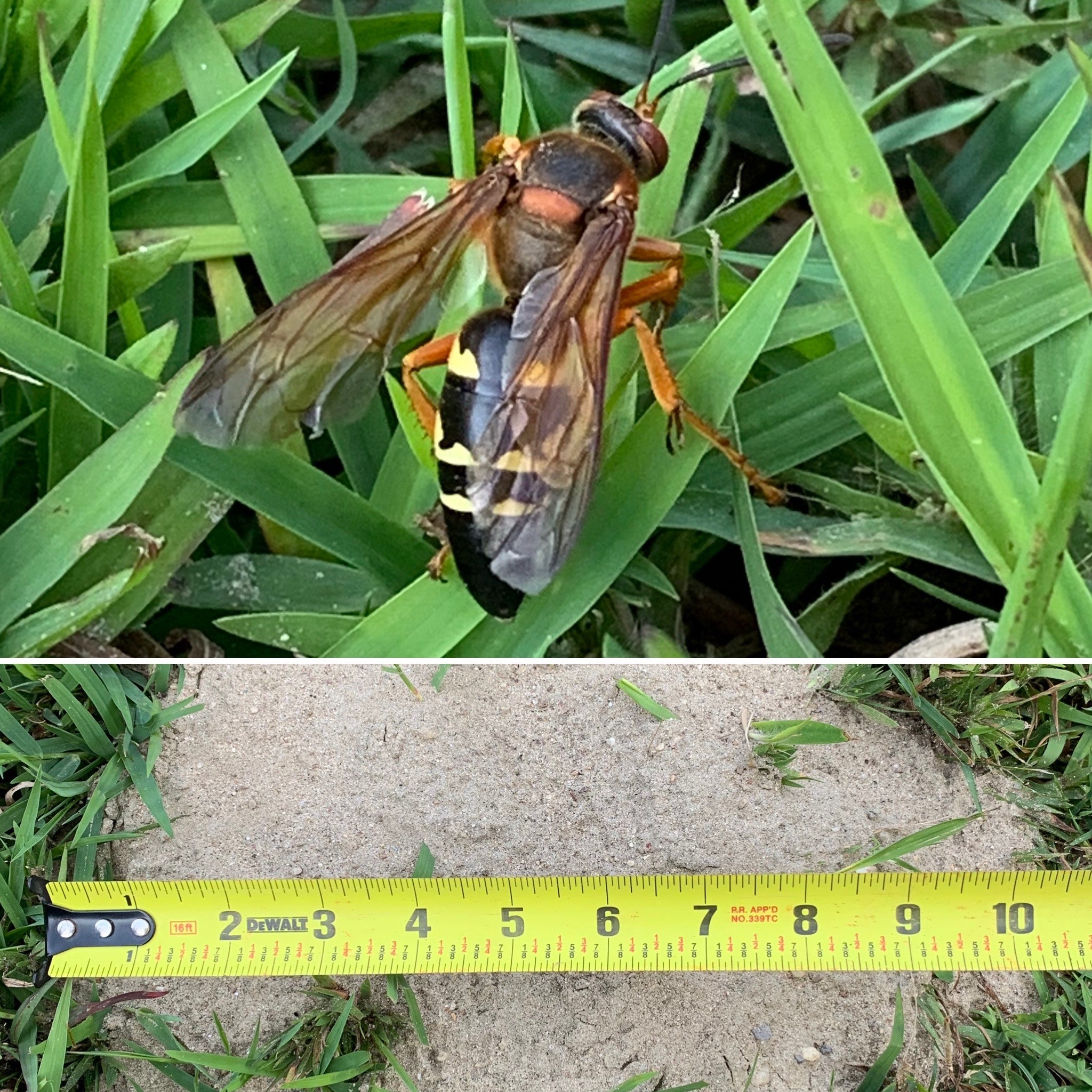 Cicada killer wasps likely to begin seasonal emergence in Michigan