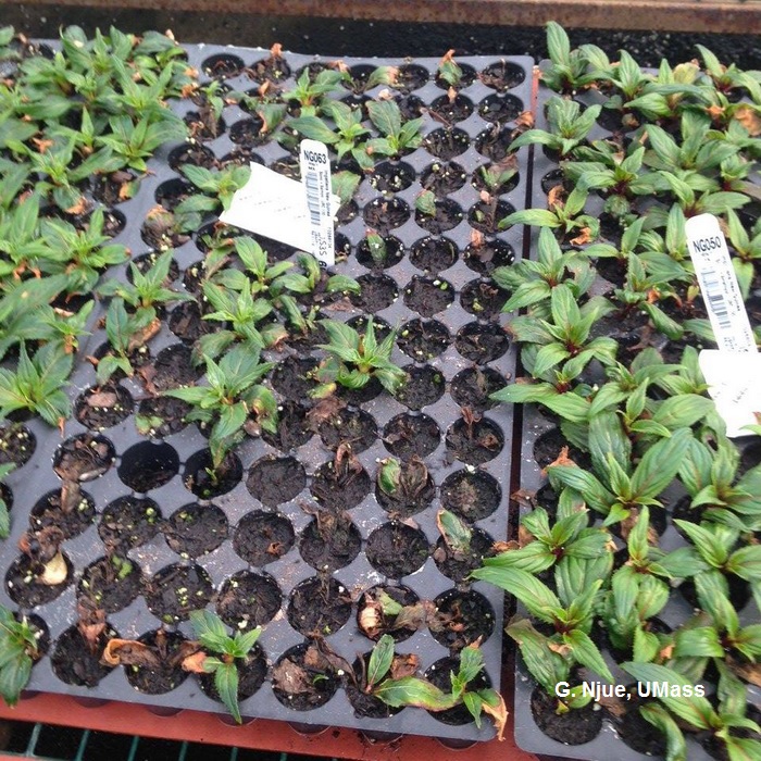 Cold temperature injury on New Guinea Impatiens cuttings