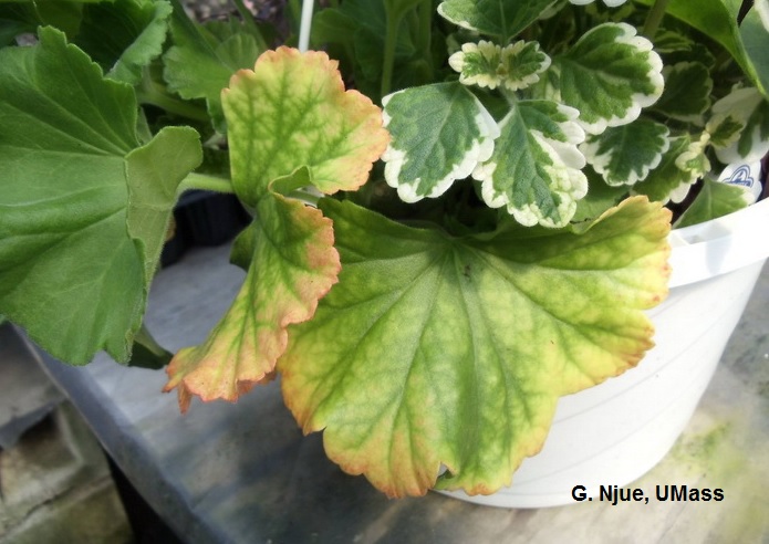 Nitrogen and magnesium deficiency on geraniums in greenhouse