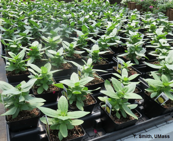 Profusion zinnia grown with growth regulator