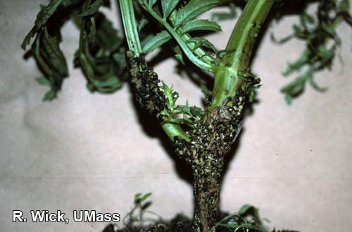 Herbicide injury caused by 2,4-D on marigolds