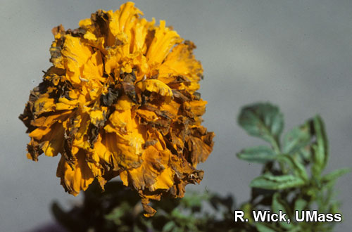 Alternaria Leaf Spot and Flower Blight on African marigolds