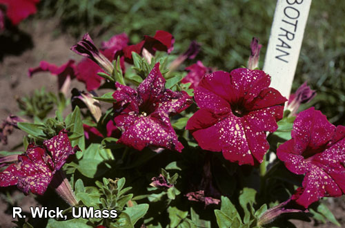 Chemical injury on petunia flowers caused by Botran