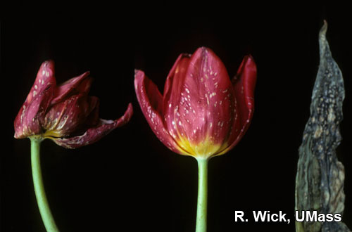 Botrytis tulipae on Tulip flowers