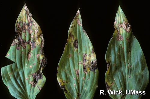 Leaf spot on Hosta caused by Botrytis cinera