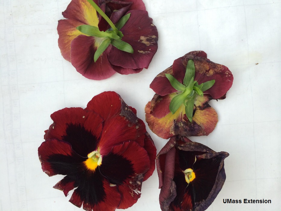 Botrytis on pansy blossoms