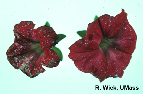 Petunia flower - Botrytis cinera