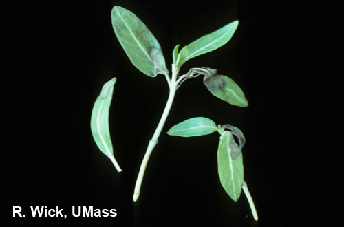 Catharanthus (vinca) – Rhizoctonia