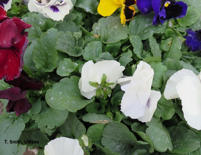 Fungicide Spray Residue on Pansy