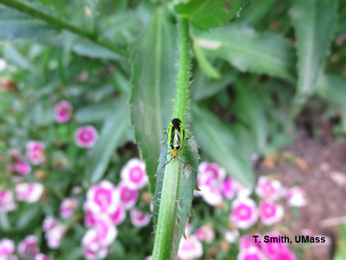 Four-lined Plant Bug Adult