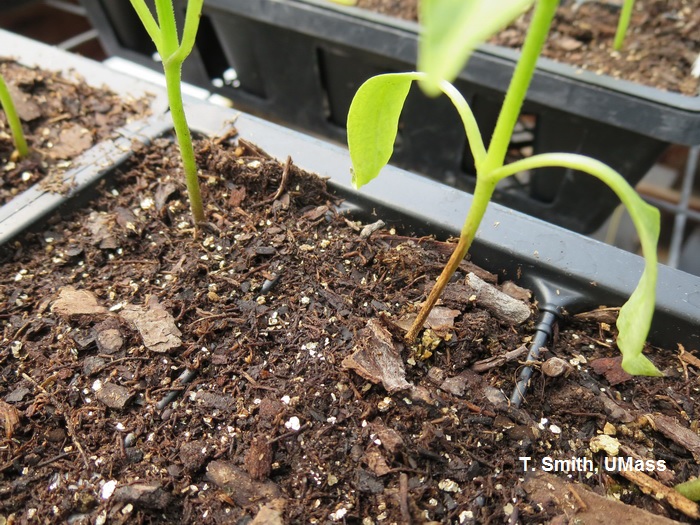 Damping off (Fusarium) on pepper seedling