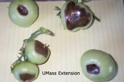 Blossom-end rot on greenhouse tomatoes