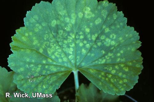 Geranium Pelargonium Flower Break Virus (PFBV) UMass