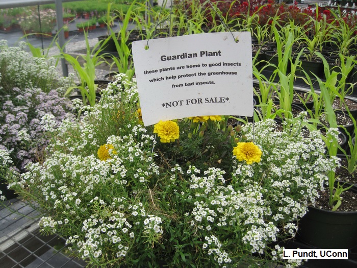 Guardian Plants