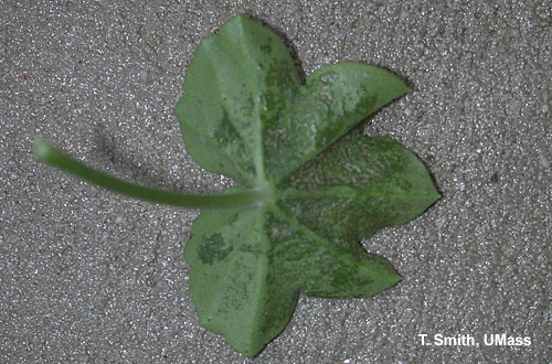 Spider mite injury on ivy geranium