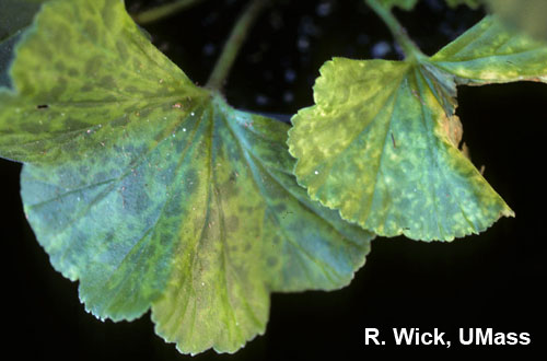 Pelargonium Flower Break Virus (PFBV) on Geranium
