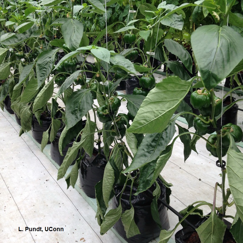 Greenhouse Pepper Production