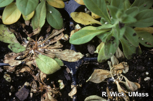 Petunia – Sclerotinia Crown Rot
