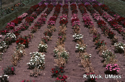 Dianthus (Field) – Rhizoctonia crown rot