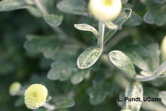 Tarnished Plant Bug injury on chrysanthemum