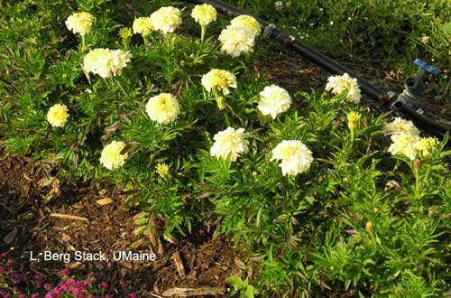 Trial Garden - African Marigold 'Vanilla'
