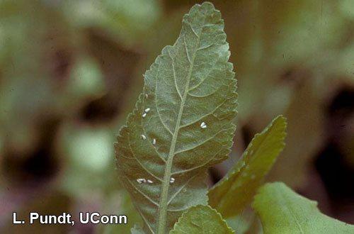 Adult Whiteflies on undersides of leaves