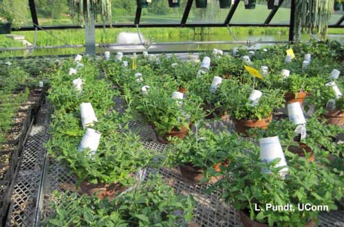 Biological Control: Using paper cups to protect predatory mites