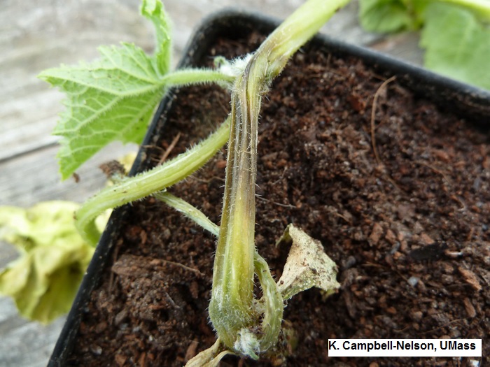 Stem canker on greenhouse cucumber caused by Botrytis