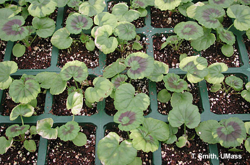 Plant growth regulator: chlormequat (Cycocel) injury on seed geraniums