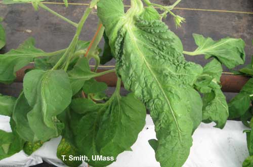 Greenhouse tomato - Intumescence