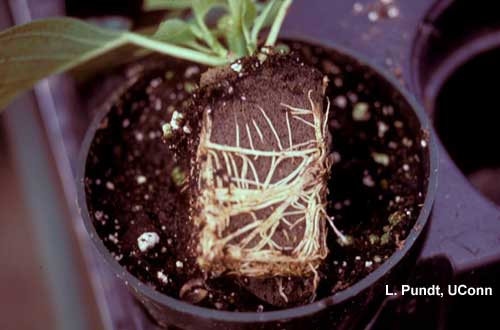 Fungus gnats – feeding injury on poinsettia roots