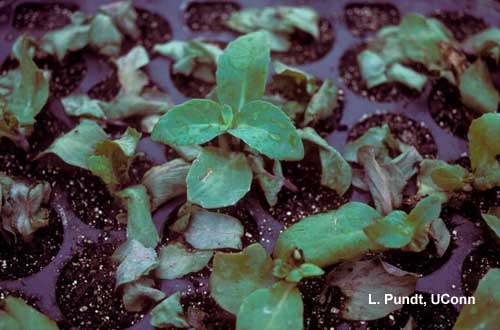 Fungus gnats – feeding injury on sedum cuttings