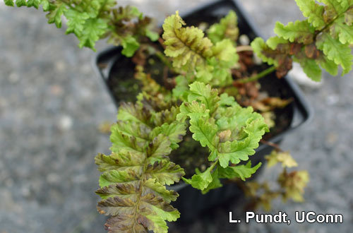 Foliar nematode (Aphelenchoides species) damage on Ferns