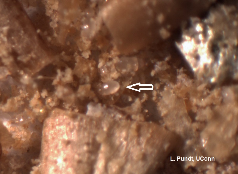 Bran mite (food mite for the predatory mite Neoseiulus cucumeris)