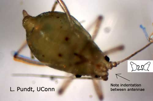 Green Peach Aphid Identification