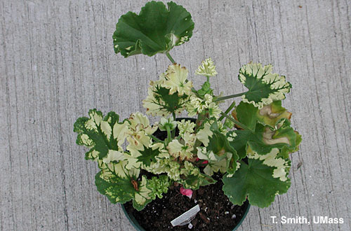 Herbicide injury on geranium