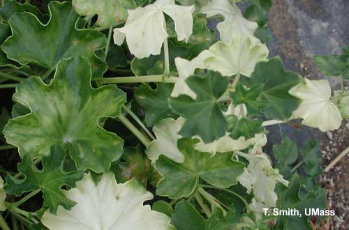 Heat injury (or hot air injury) on ivy geranium