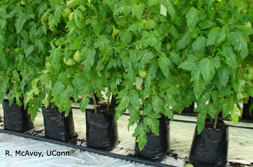 Leaf Mold (Fulvia fulva) on Greenhouse Tomato