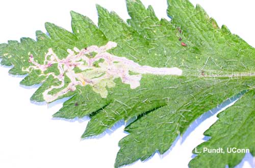 Leafminer – feeding injury by larva (leaf mines) on poppy (Papaver)