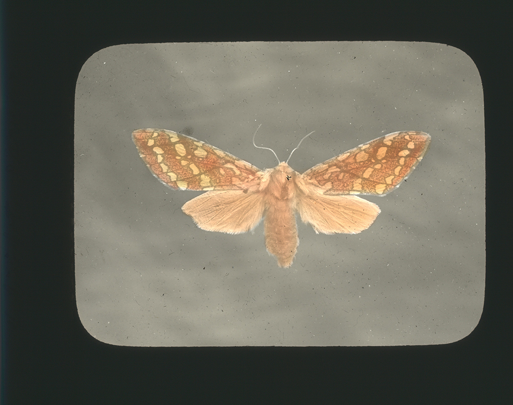 Halinidota caryas moth