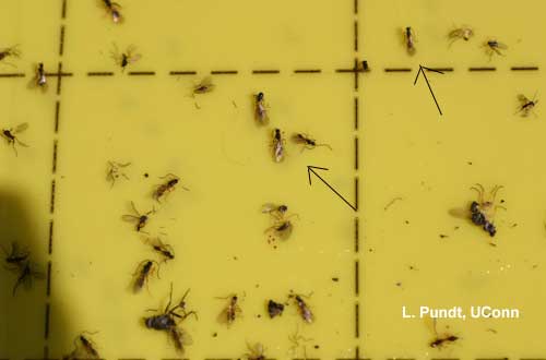 Parasitic Wasp of Fungus Gnats - Synacra pauperi