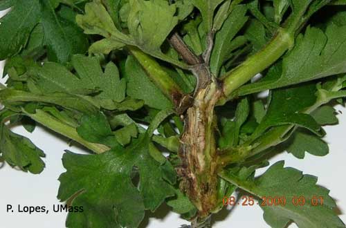 Chrysanthemum - Pythium Stalk Rot
