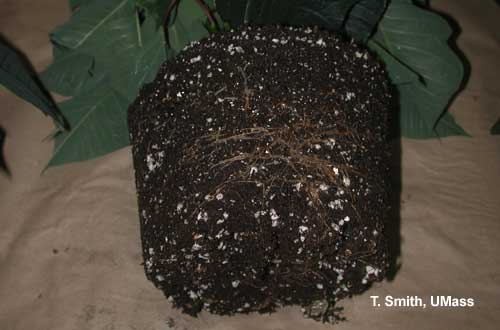 Pythium Root Rot - Poinsettia