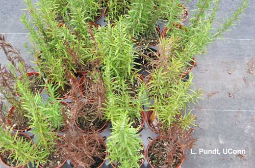 Rosemary - Phytophthora root rot