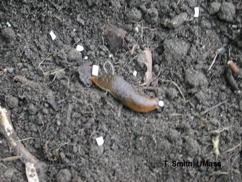 Slug and slug bait