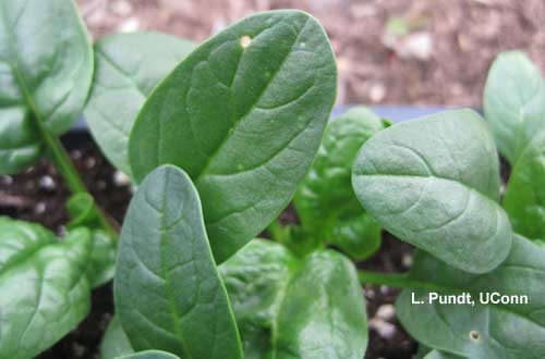 Spinach bedding plants - Cladiosporium leaf spot